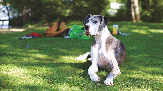 Dog on Field