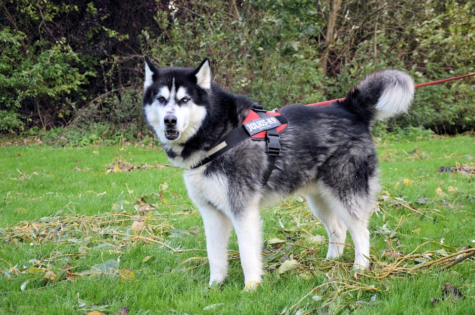 Dog Pet
