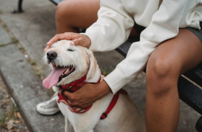 dog collar