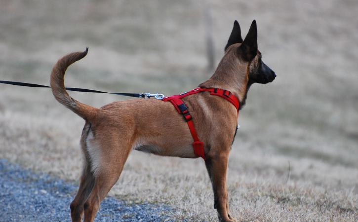 dog harness